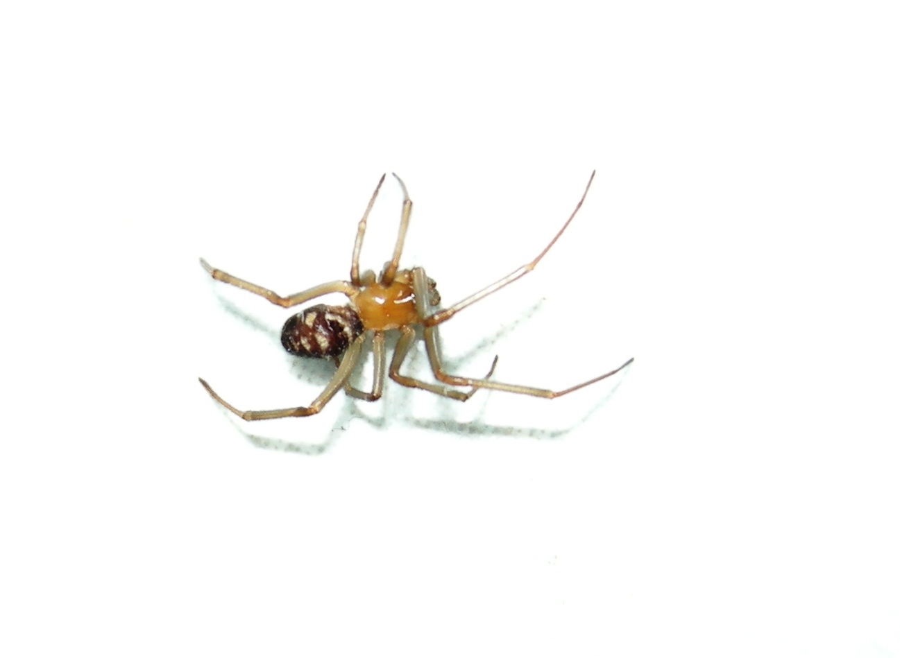 Ragno nel bagno: Steatoda grossa